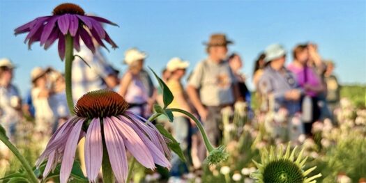 Spend the summer solstice at the KU native plants garden